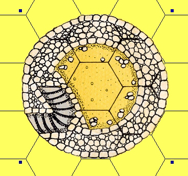 a single piece oriented to the hex grid