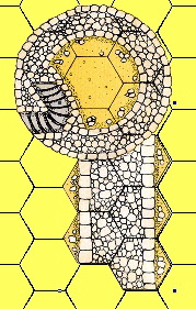 the half-scale image