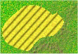 a field