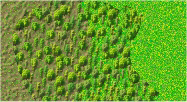 Forest on rough & clear terrain